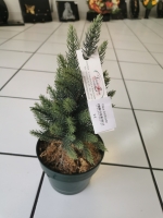 16500254850744950955400991357784